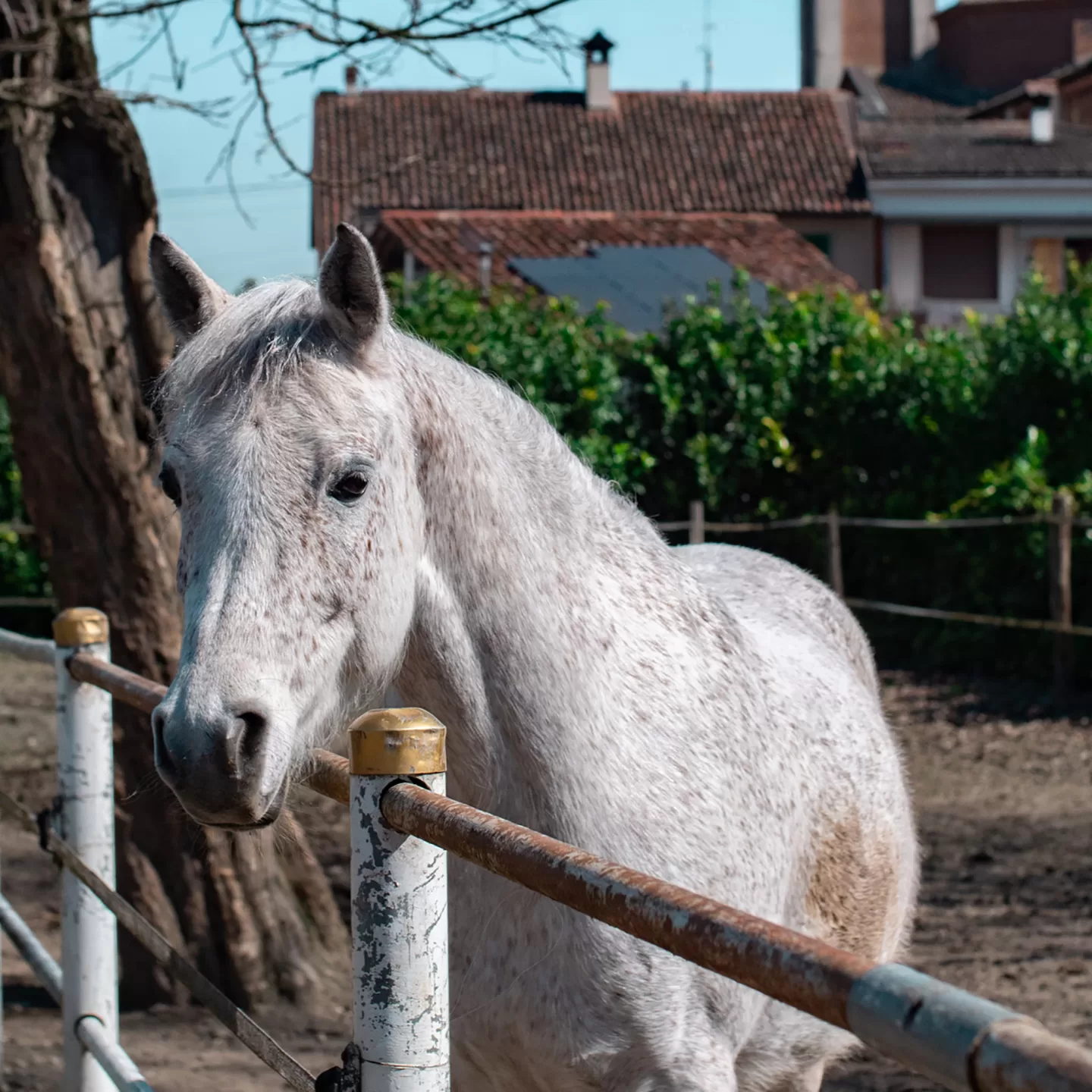 La Scuderia Cà di Frè Bed & Breakfast a Valloria di Guardamiglio